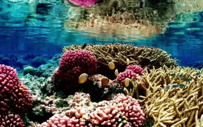 Be Aware Corals are Dying: Stop Water Pollution Now